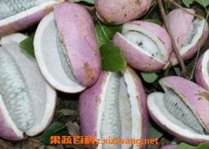 网红小姐姐吃八月瓜视频,美味与挑战并存！